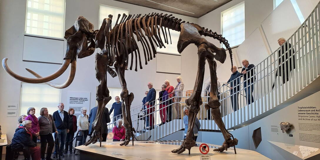 Clubmitglieder bei einer Führung im Geomuseum unter einem Mammutskelett